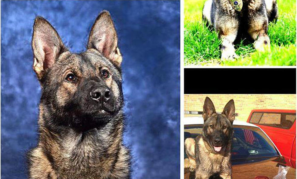 One of Kalamazoo’s Furriest, K9 Bodi, Retires from Public Safety