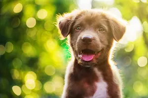 Holiday Puppy Scams Michigan Residents Need to Know About