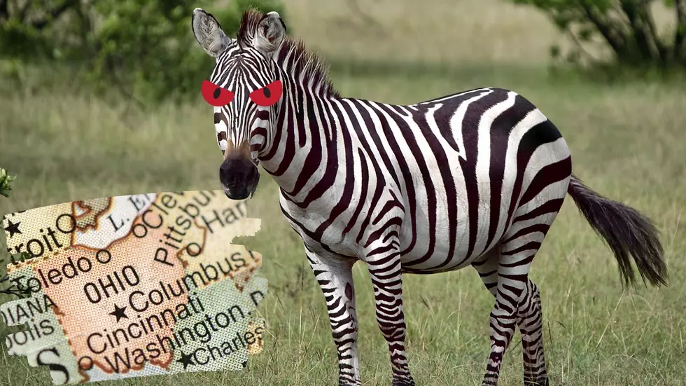 Ohio Man’s Arm Nearly Bitten Off By Zebra In Attack