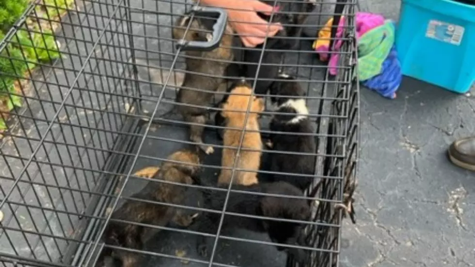 11 Puppies Left In A Cage Outside In South Haven & Now Need Foster Homes