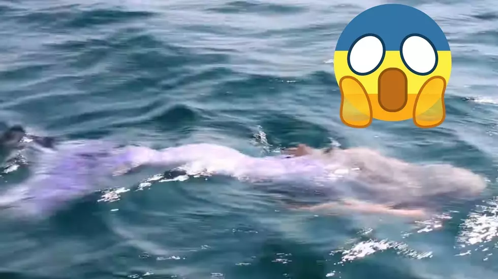 Is That a Mermaid in Northern Lake Michigan?