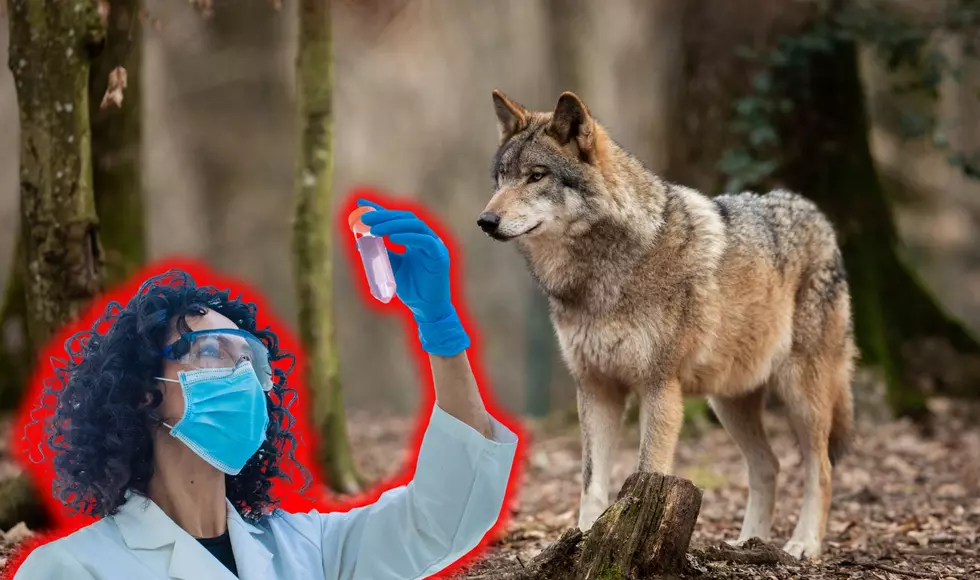 Now That Dire Wolfs Are Back, Michigan Professor Is Helping To Save The Red Wolf