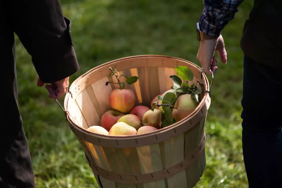 Fall Fun Awaits With Apple Picking In Southwest Michigan
